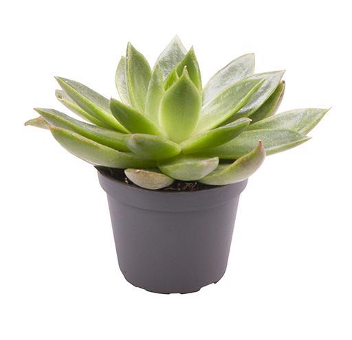 <h4>ECHEVERIA AGAVOIDES</h4>