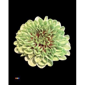 Chr T Altaj Bubblicious