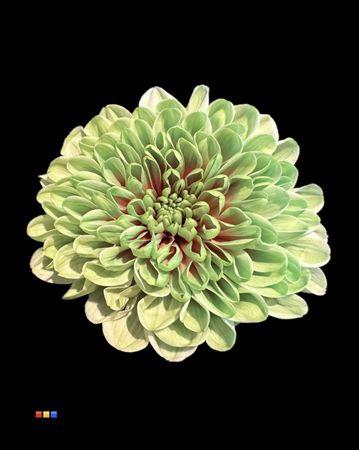 Chr T Altaj Bubblicious