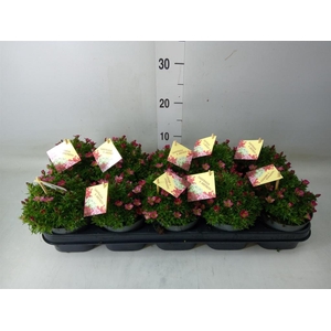 Saxifraga arend. 'Ice Colour Red'