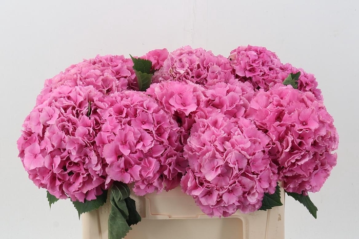 <h4>Hydr M Royal Parade</h4>