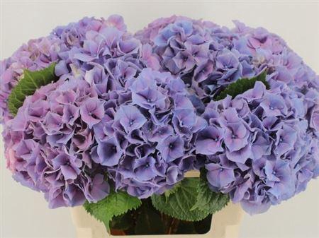 <h4>Hydr M Ch Cassanova 60cm</h4>