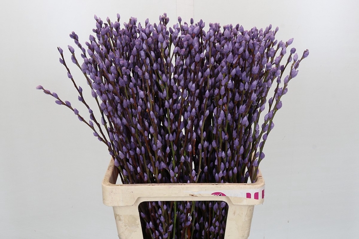 <h4>Salix Caprea Snow Flake P. Milka</h4>