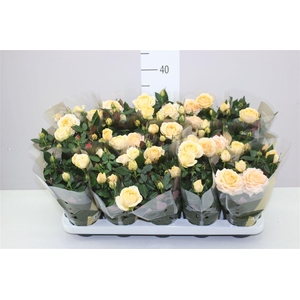 Rosa Grande Creme Rijp