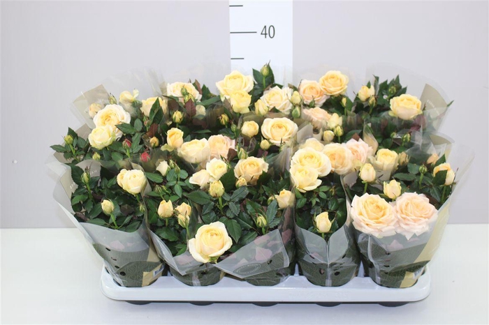 <h4>Rosa Grande Creme</h4>