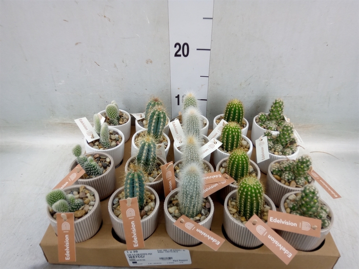 <h4>Cactus   ...</h4>