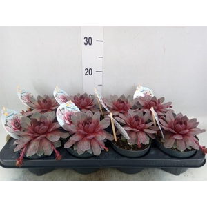 Sempervivum   ...