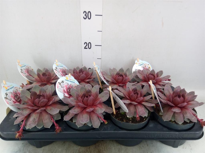 <h4>Sempervivum ...</h4>
