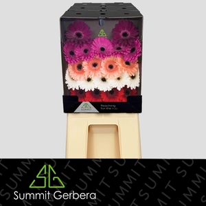 Germini Mix Winter Diamond