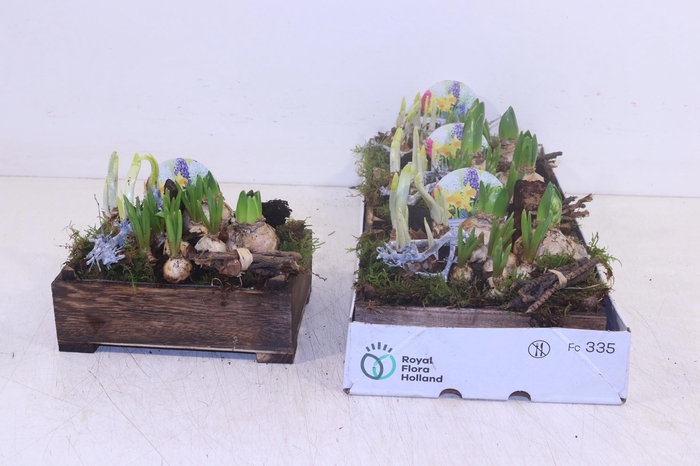 <h4>ARR BOL KNOLGEWAS</h4>