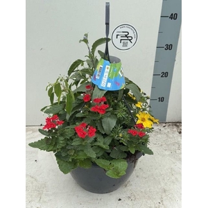 PERKPL GEM IN POT