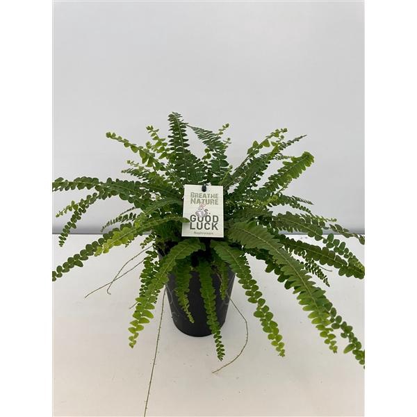 <h4>Nephrolepis Duffy HP14 met decoratie pot</h4>