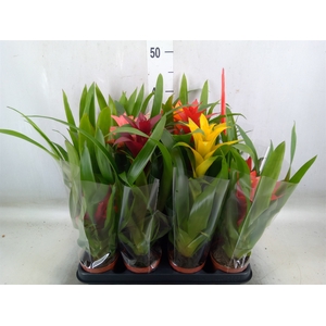 Bromelia   ...