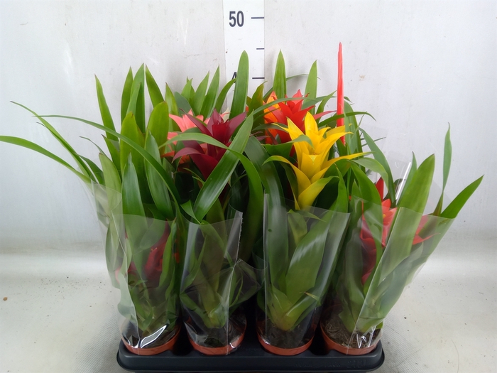 <h4>Bromelia   ...</h4>