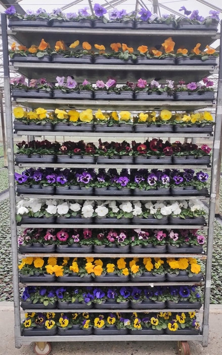 <h4>VIO WI DELTA MIXK</h4>