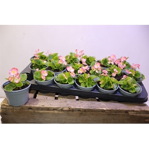 Bego Se Ov Pico Pink