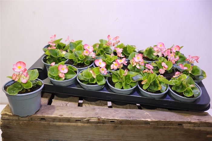 <h4>Bego Se Ov Pico Pink</h4>