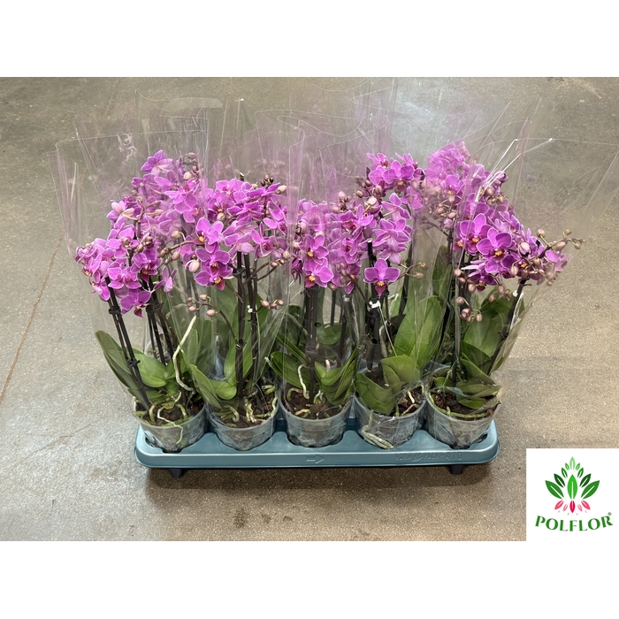 <h4>Phalaenopsis Mucho 12Ø 40cm</h4>