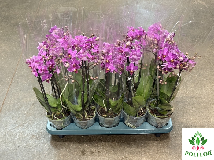 Phalaenopsis Mucho 12Ø 40cm
