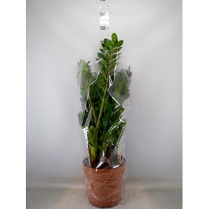 Zamioculcas zamiifolia