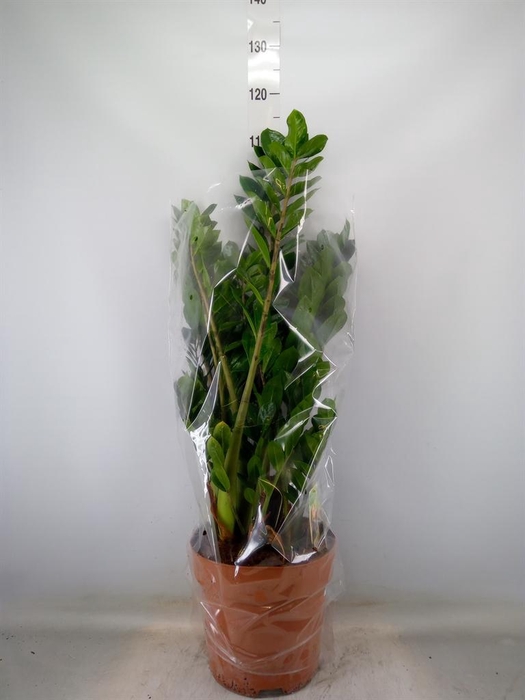 <h4>Zamioculcas zamiifolia</h4>