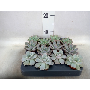 Echeveria   ...mix