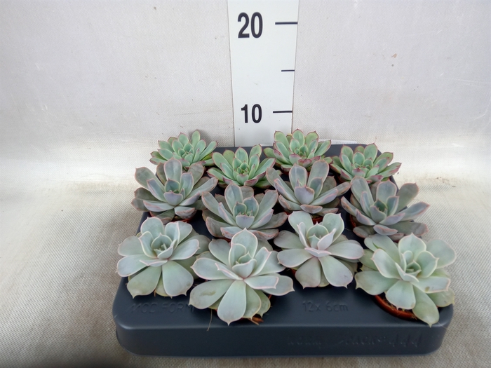 <h4>Echeveria   ...mix</h4>