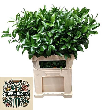 <h4>Ruscus Hypophyllum</h4>