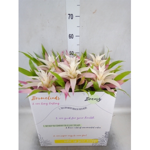 Guzmania  'Deseo Magical White'