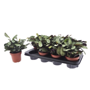 CTENANTHE AMAGRIS
