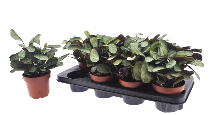 <h4>CTENANTHE AMAGRIS</h4>