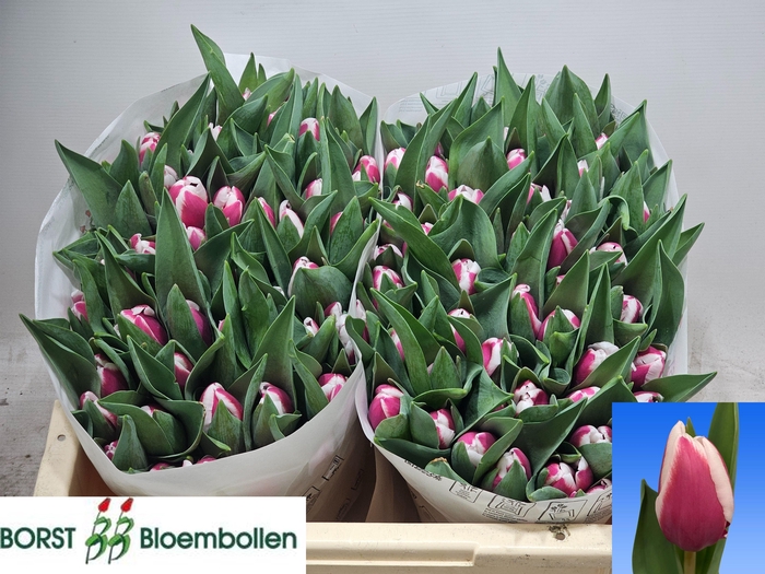 <h4>TU EN CROSSOVER</h4>