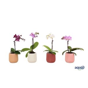 Ruby Mix Tiny Dolls Mix 1T7+ Aqu@