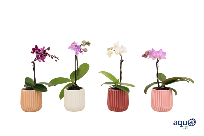 <h4>Ruby Mix Tiny Dolls Mix 1T7+ Aqu@</h4>