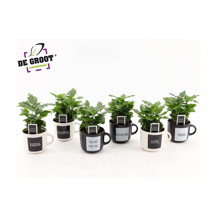 <h4>Coffea in koffiemok "quotes"</h4>