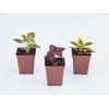 COLEUS P09 QUADRADO