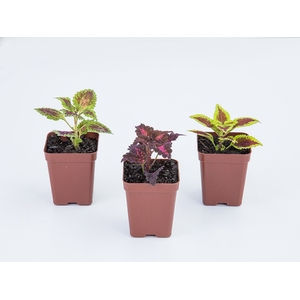 COLEUS P09 QUADRADO