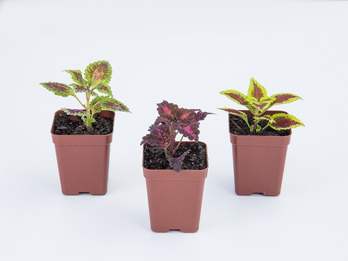 <h4>COLEUS P09 QUADRADO</h4>