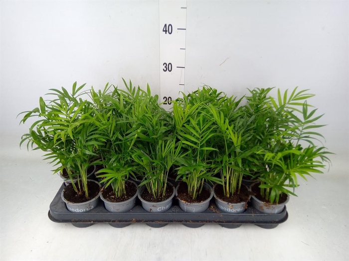 <h4>Chamaedorea elegans</h4>
