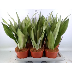 Sansevieria trifa. 'Moonshine'