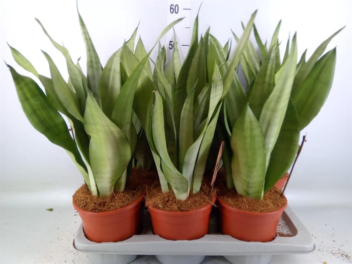 <h4>Sansevieria trifa. 'Moonshine'</h4>
