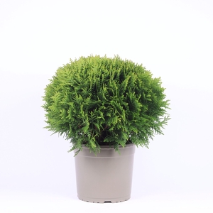 Thuja Danica