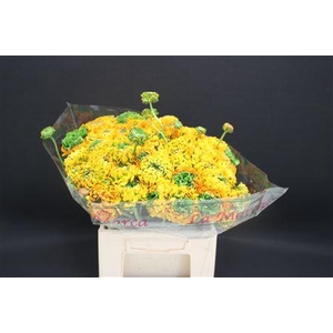 Cl Pon-pon Merlino 566