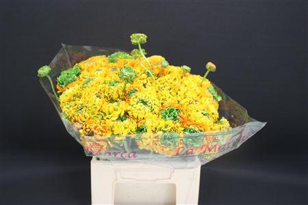 <h4>Cl Pon-pon Merlino 566</h4>