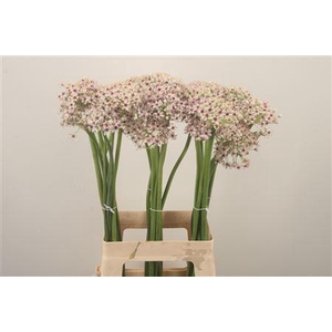 Allium Silverspring