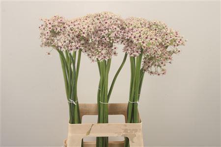 <h4>Allium Silverspring</h4>