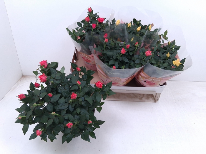 <h4>RO FAV RO GEM</h4>