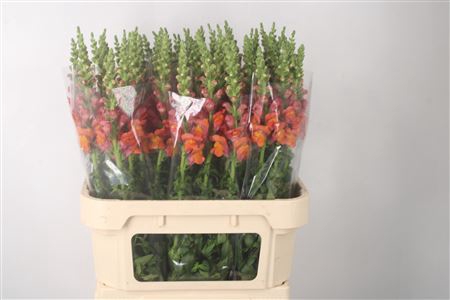 <h4>Antirrhinum Nl. Orange Avignon</h4>