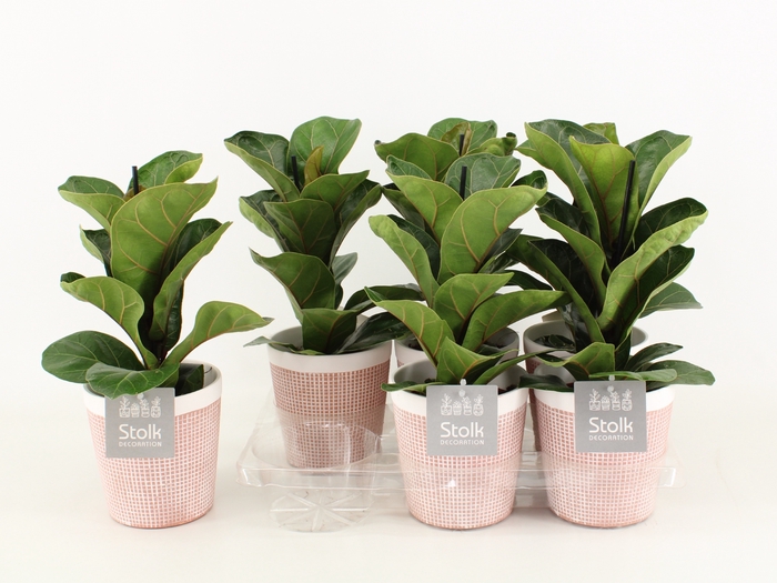 <h4>Ficus Lyrata Keramiek Terracotta</h4>