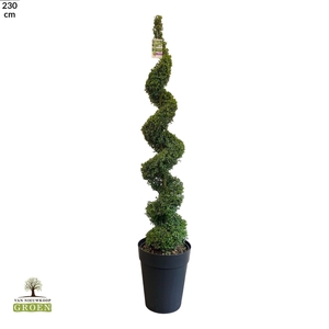Buxus sempervirens Spiraal 180-200